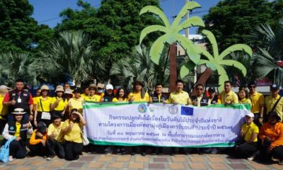 Pattaya-Mayor-Plants-Yellow-Star-Trees-to-Celebrate-Thailands-National-Tree-