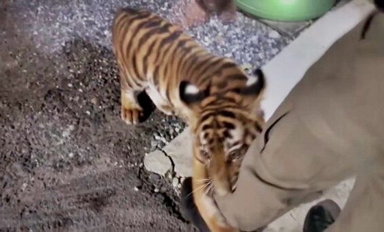 Tiger Cub Spotted and Captured in Bang Pakong Village, Sent to Conservation Office for CareChachoengsao