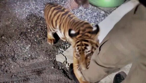 Tiger Cub Spotted and Captured in Bang Pakong Village, Sent to Conservation Office for CareChachoengsao