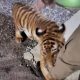 Tiger Cub Spotted and Captured in Bang Pakong Village, Sent to Conservation Office for CareChachoengsao