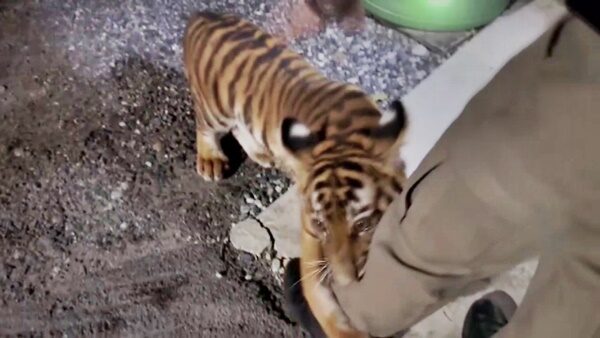 Tiger Cub Spotted and Captured in Bang Pakong Village, Sent to Conservation Office for CareChachoengsao